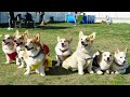 コーギーのゆき＆ゆめ　ドッグランで遊ぼう　Corgi Yuki & Yume Let's play together at the dog park.