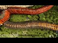 Myrm's TAMEABLE DEATHWORMS Spotlight | ARK: Ascended