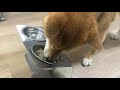 【Cook and eat with dog】Eating Japanese traditional food with my Shibainu Lucky