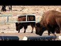 Cute Bison Calf Rubbing on Gate (aka Buffalo)