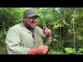 Learn to tell the differences in Wild Carrot and Poison Hemlock