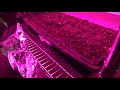 Barrina T8 Full Spectrum 4ft LED Grow Lights Review