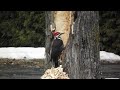 never give RED BULL to a Pileated woodpecker