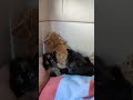 Tiny Kittens Hissing