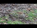 White-throated Sparrows (tan-striped) foraging in Northern Virginia on Friday, 3/1/2019 at 12:53 PM