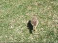 Orphaned Canada Gosling...