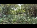 Wallace Park Nature Trail Part 2 Hillsboro Texas