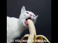 Banana Man Cat video