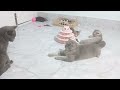 CLASSIC Dog and Cat Videos😻1 HOURS of FUNNY Clips🐕