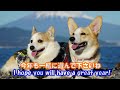 2023 Happy new year!　コーギーのゆき＆ゆめ、新年のご挨拶　Corgi's Yuki & Yume New Year's Greetings