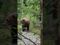 Hikers encounter bear in Alaska's Katmai National Park