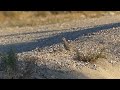 Killdeer bird with her chicks & a quail family