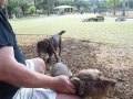 Bonita Dog park 004