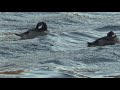 Two Bufflehead Ducks at Four Mile Run on Saturday, 11/10/2018 at 3:16 PM