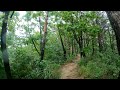 【4K】  Rain walk - Forest #7 (Busan Healing Forest)