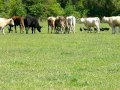 Cows Defending Calf from Vultures (Buzzards)