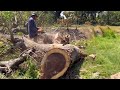 Cut down Old tree in the middle of rice fields, Stihl ms881 chainsaw.