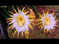 HOW TO PRODUCE MORE DRAGON FRUIT FLOWER BUDS