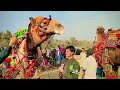 Mashallah Camel 🐪 King Of Dadyal #viralvideo #youtube