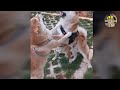 new funny 🤣 cute cats and dogs video 🥰😺🐶|BD animal lovers