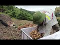 Harvesting U Hong lychees on high mountains - Thu Hien Farm