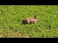 Миний арын хашаан дахь туулай. Зун ойртож байна./Rabbit in my backyard. Summer is near.