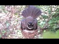 White-throated fantail Birds Find locusts and crickets for her baby to eat (8)