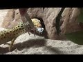 Leopard Gecko feeding video 8