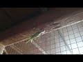 mantis laying eggs @ 30 minutes