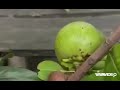 BLACK SAPOTE - The Best Tropical Fruit