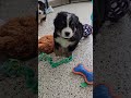 Cute Puppy Video Everest Bernese Mt dog puppy woodlotcompanions