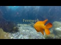 Fernweh Trailer