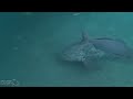 Underwater Video of Giant Goliath Grouper and other Fish in Florida