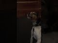 Buddy Howling (Rat Terrier)
