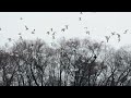 Seagulls on Smyrna DE Farmland #1