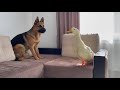 Funny German Shepherd Reaction to Duck