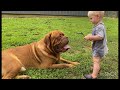 Dogue de Bordeaux & Baby Playing