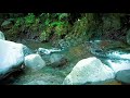 Relaxing River Sounds for Sleeping, Healing, Immunity, Positive Energy, Meditation