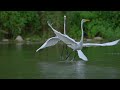 Great Egrets In Slow Motion (HD)