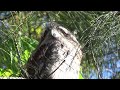 Checking In with the Tawny Frogmouth Family One Last Time 🥲😍🦉