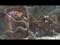 short clip of the saltwater aquarium.
