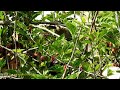 Here, We Go Round the Mulberry Bush-Eastern Koel's (storm/rain birds) #Backyardbirds Australia