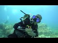 Turtles, Pufferfish and Mermaids- Diving at Apo Island 2024   HD 1080p