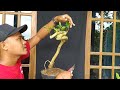 BONSAI DARI BAHAN AKAR SERUT