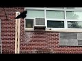 Black Crow vs. Bird, Cat & Mouse (QUICK VIDEO)