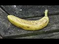 banan