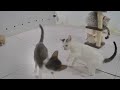 So Funny! Funniest Cats and Dogs 2024 😘🐈 Funny And Cute Animal Videos 2024 😸