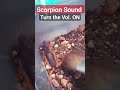 Rare Scorpion Sound
