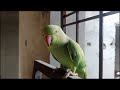 Einstein Green Ringneck parrot 🦜 | parrot speaks in Urdu&Hindi | Mitthii Parrot