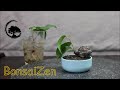 como fazer ficus retusa micro bonsai / how to make ficus retusa micro bonsai